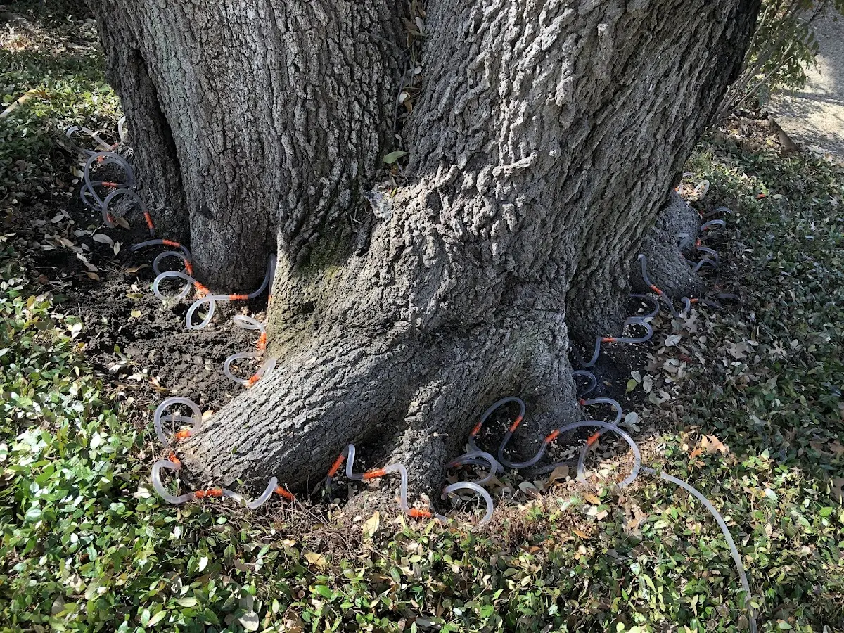 Detailed Tree Cabling and Bracing job site in South Hero