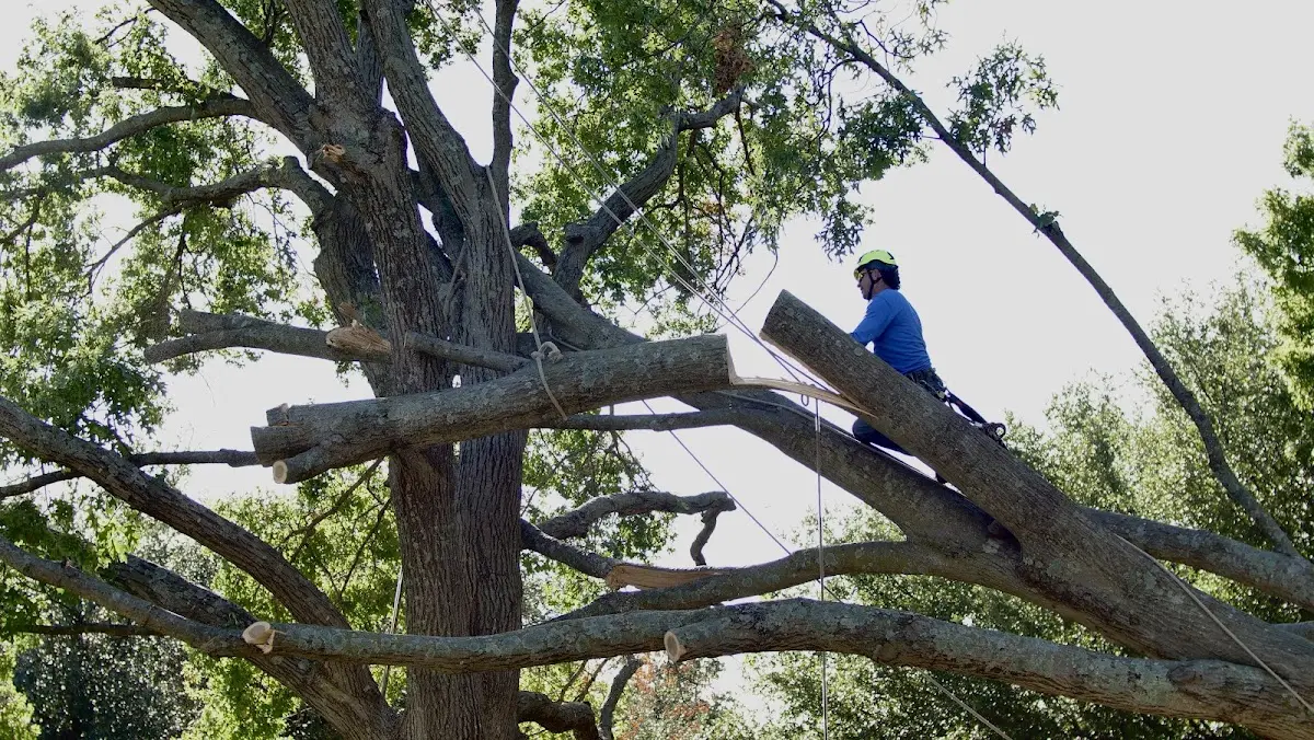Professional Hazardous Tree Removal performed by certified arborists in South Hero