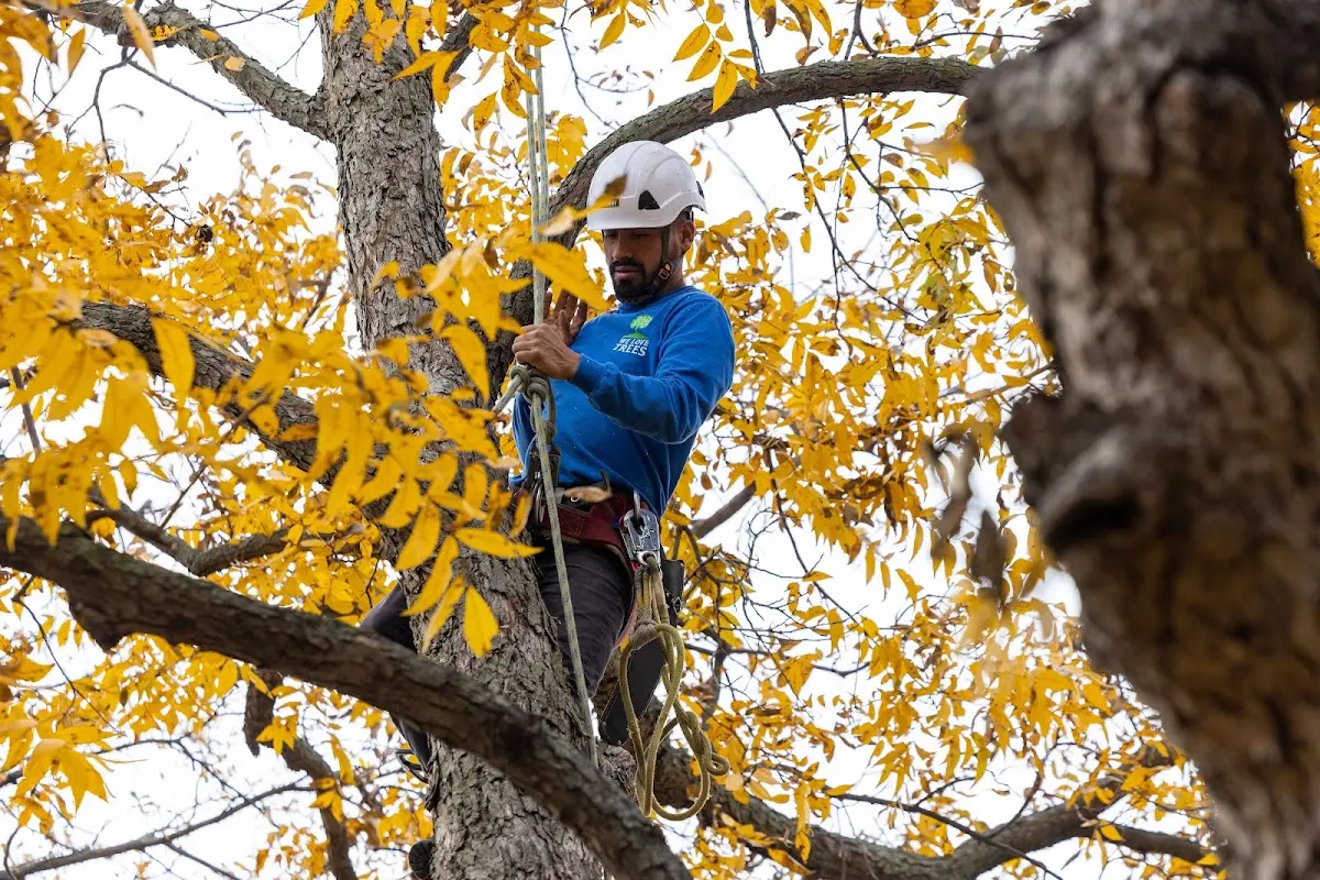 Skilled Tree Transplanting crew working in South Hero
